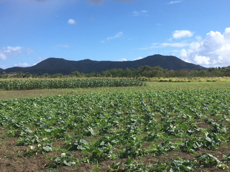 GLG Plants and Produce on St. Croix. GLG Plants and Produce on St. Croix.
