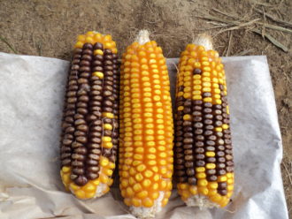 GMO-resistant corn lined up