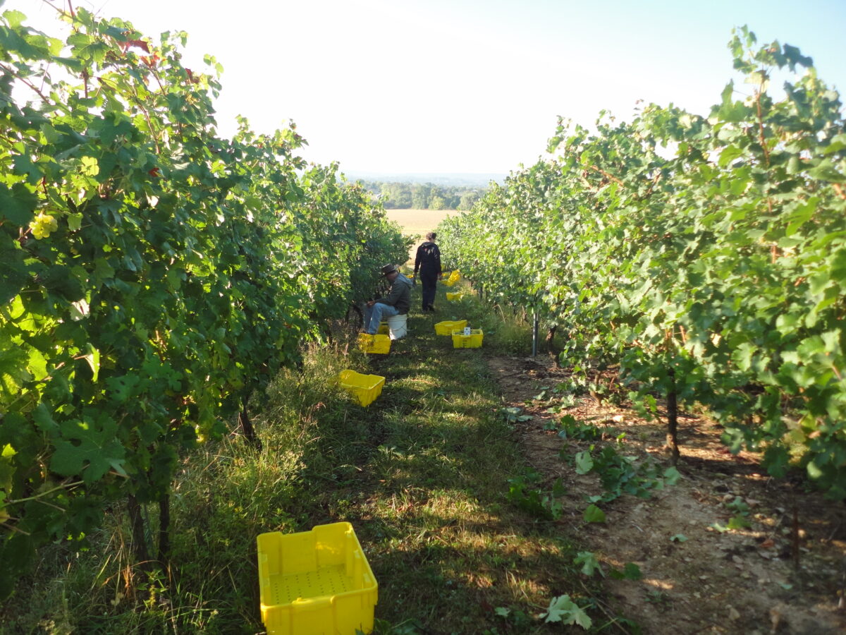 Two people in the field between crop rows
