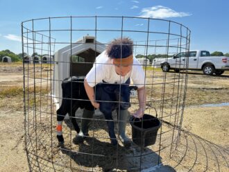 A woman holding onto the bottom of a calf feeding it from a black bucket inside a small circular wire cage