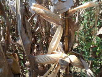 GMO corn hybrid and a non-GMO corn hybrid pollinated with the Ga1s gene.