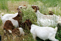 a group of goats grazing in a field of large grass