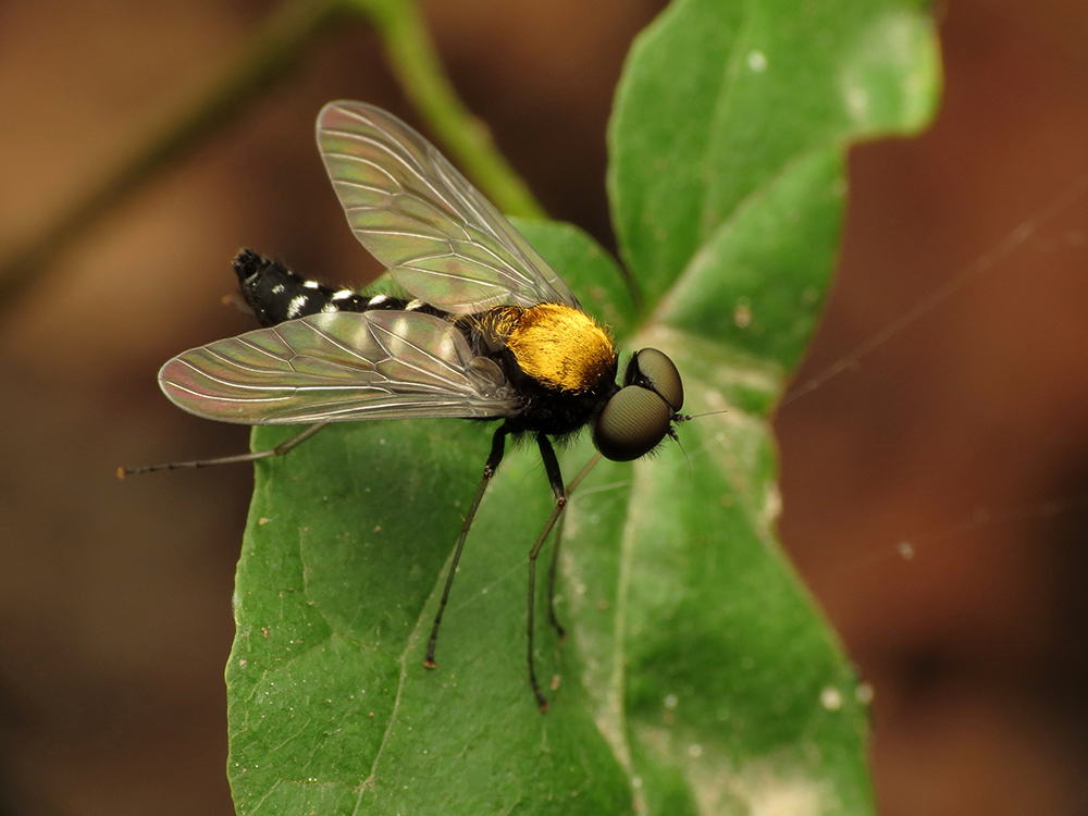 Golden-backed snipe fly perched on a leaf. 