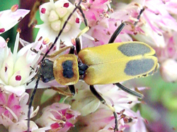 Coleoptera: Cantharidae Goldenrod Soldier Beetle   (Chauliognathus pennsylvanicus)