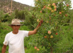A man in a hat picking fruit off of a tree in New Mexico