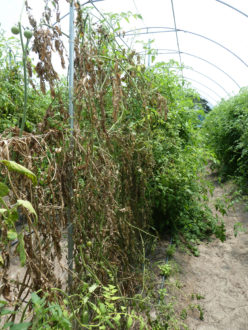 Grafted tomatoes in a greenhouse