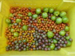 Different colored specialty tomatoes all together in a yellow crate