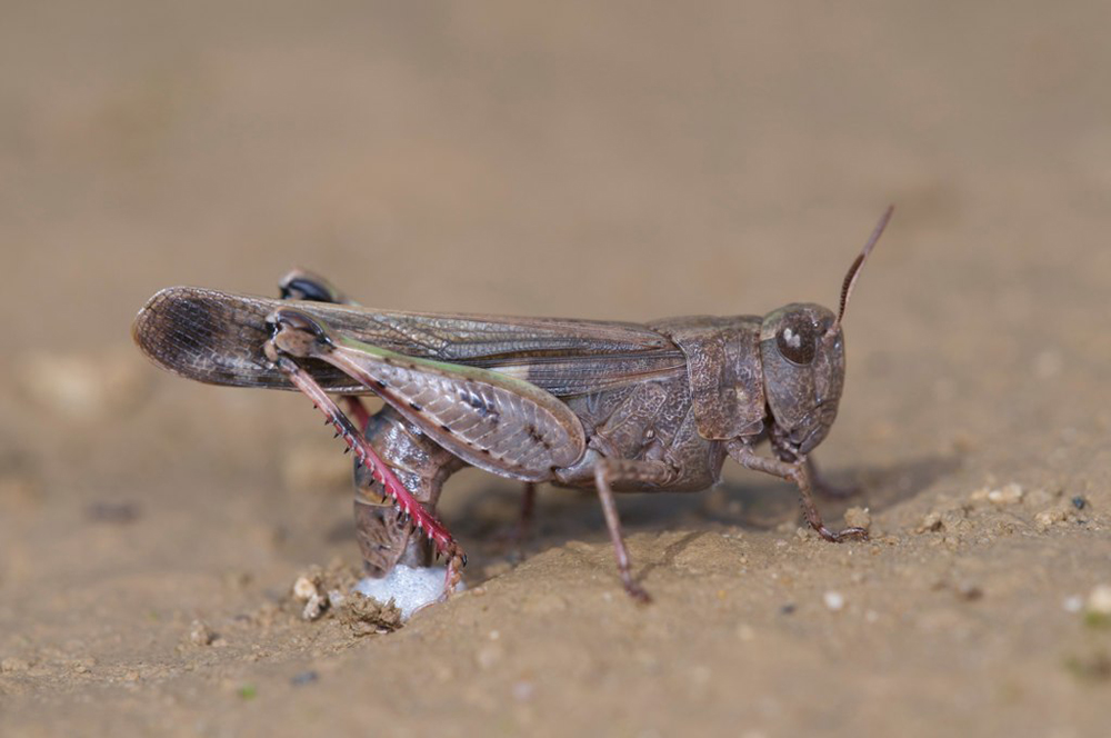 Grey bodied grasshopper laying eggs in soil.