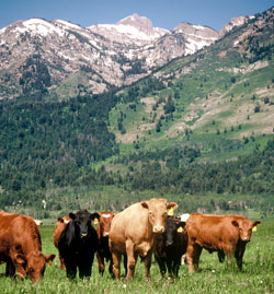 Grazing Cattle with mountains in thebackground