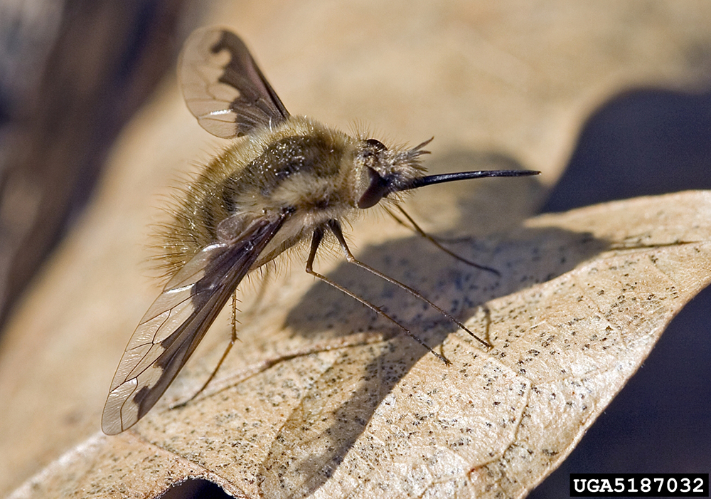 Adults have fuzzy, stout bodies and are shaped like bees. They have a
long, thin proboscis used for sipping nectar.