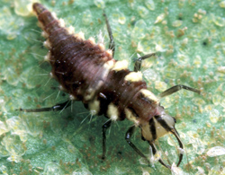 Neuroptera: Chrysopidae Green lacewing larva   (Chrysoperla rufilabris)