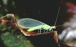 Neuroptera: Chrysopidae Green lacewing adult   (Chrysoperla carnea)