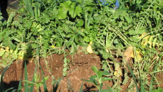 Radishes growing from the soil