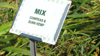 Mix: Cowpeas and Sunn Hemp 