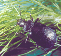Coleoptera: Carabidae Ground beetle   (Calosoma sycophanta)