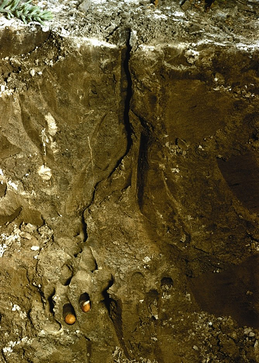 Grooved Insect Nest Macrofauna » Insects » Ants, Bees and Wasps - SARE