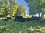 cows grazing