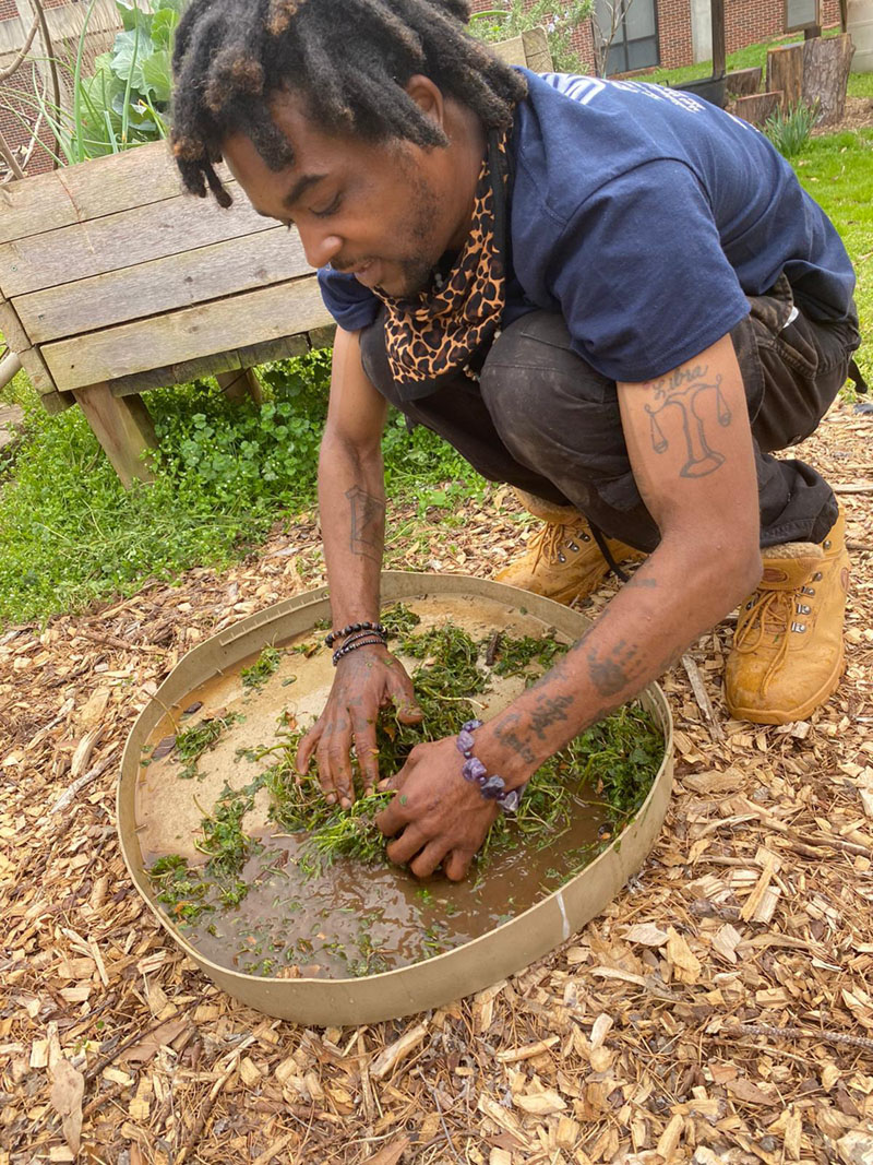 A man is mixing weeds and water in a tray to make a natural insect repellent