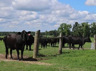 Black cattle standing behind a fence.