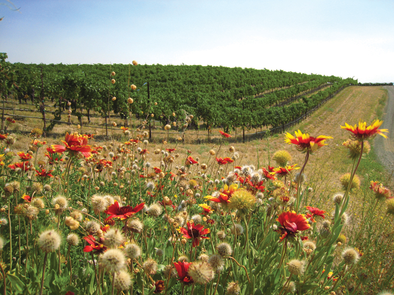 Wildflowers in the foreground with a vineyard in the background
