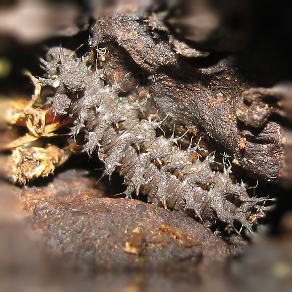 Gray fuzzy hanging fly larva