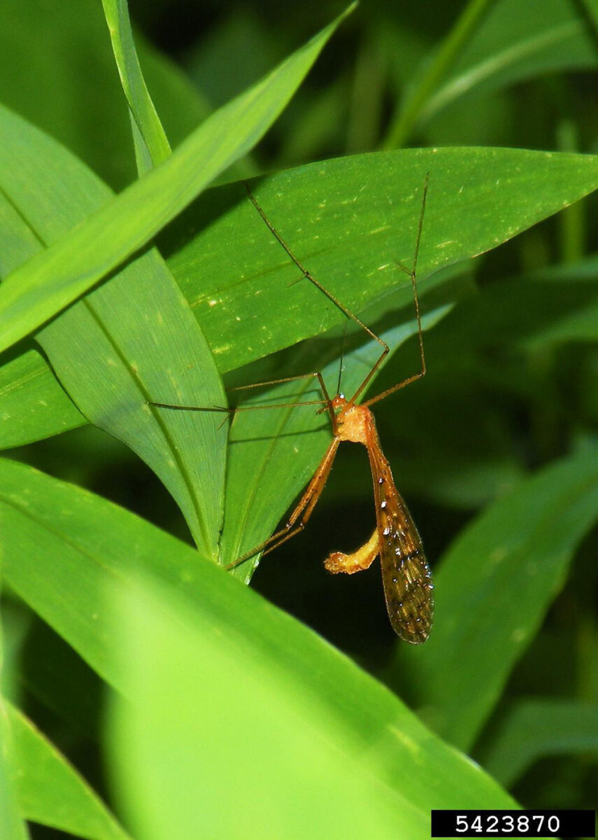 Hangingfly with elongated slender body and long legs hangs from a green leaf. 