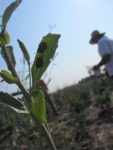 A harlequin bug on a leaf with a farmer in the background