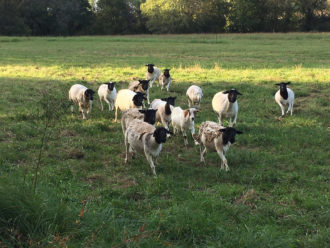Dorper sheep running in a field