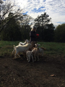 Farmer surrounded by goats