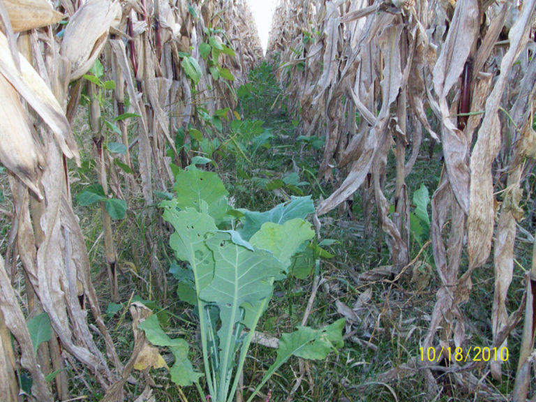 Skip-Row Corn Planting Skip-Row Corn Planting