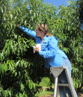 harvesting peaches harvesting peaches from a tree on a ladder