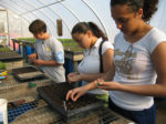 CM Megan, Dominique and Irelina seeding.