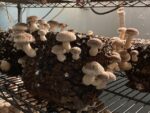 Shiitake Mushrooms