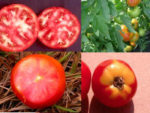 Four pictures of tomatoes growing, harvested, and sliced