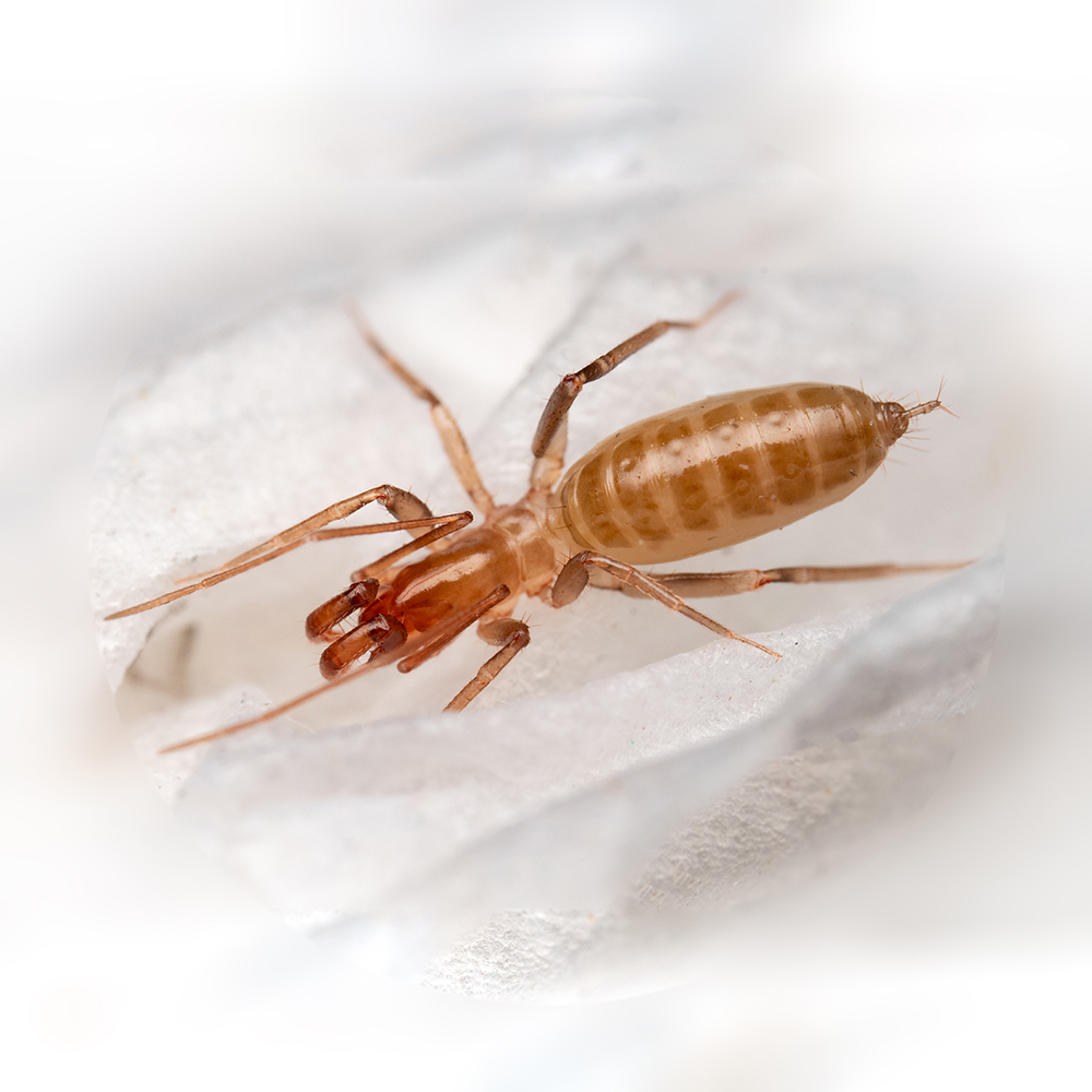 Short-tailed whipscorpion with brown body and small mouthparts. 