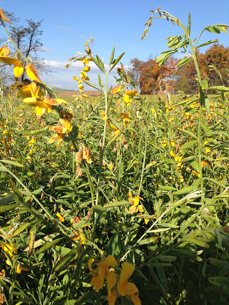 field of tall green hemp plants with yellow flowers