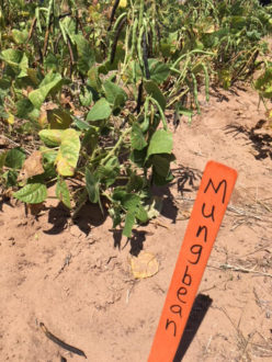 mungbean sign next to growing plant