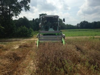 winter pea harvest winter pea harvest