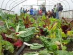 Greenhouse Garden full of greens and people in the background