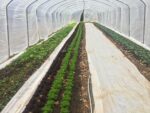 seedlings sprouting in a high tunnel