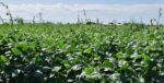 field of crops