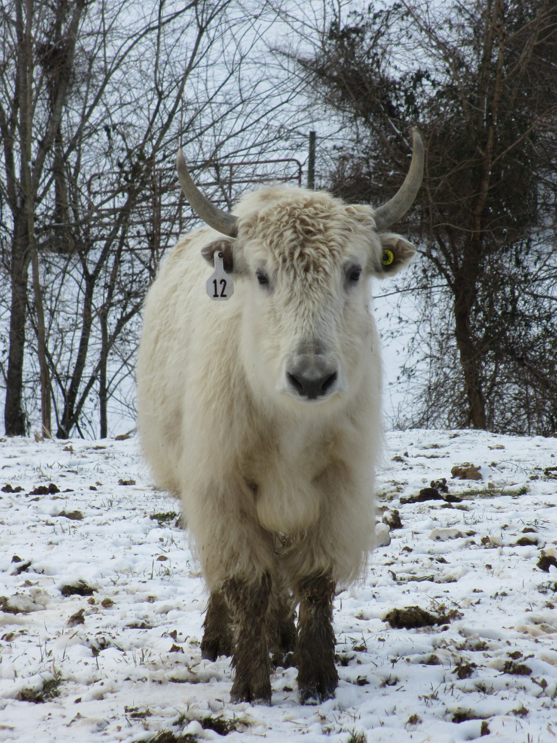 A white yak looking at the camera in the snow