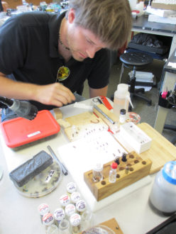 Identifying pollinators A man looking over something on a desk identifying pollinators