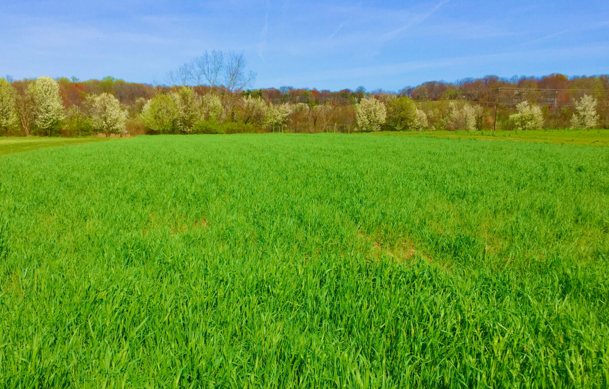 a field of cereal rye