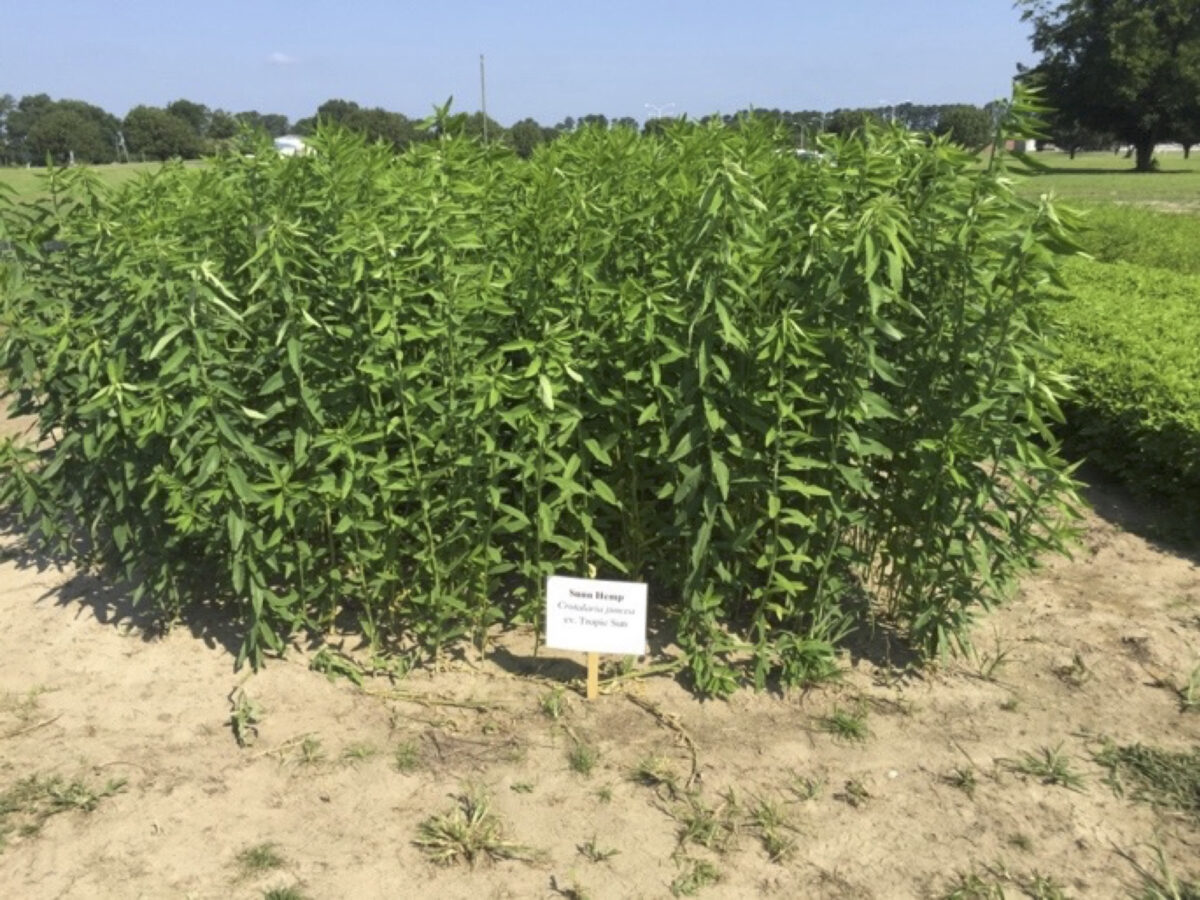 a demonstration plot of tall sunn hemp with a sign in front of it