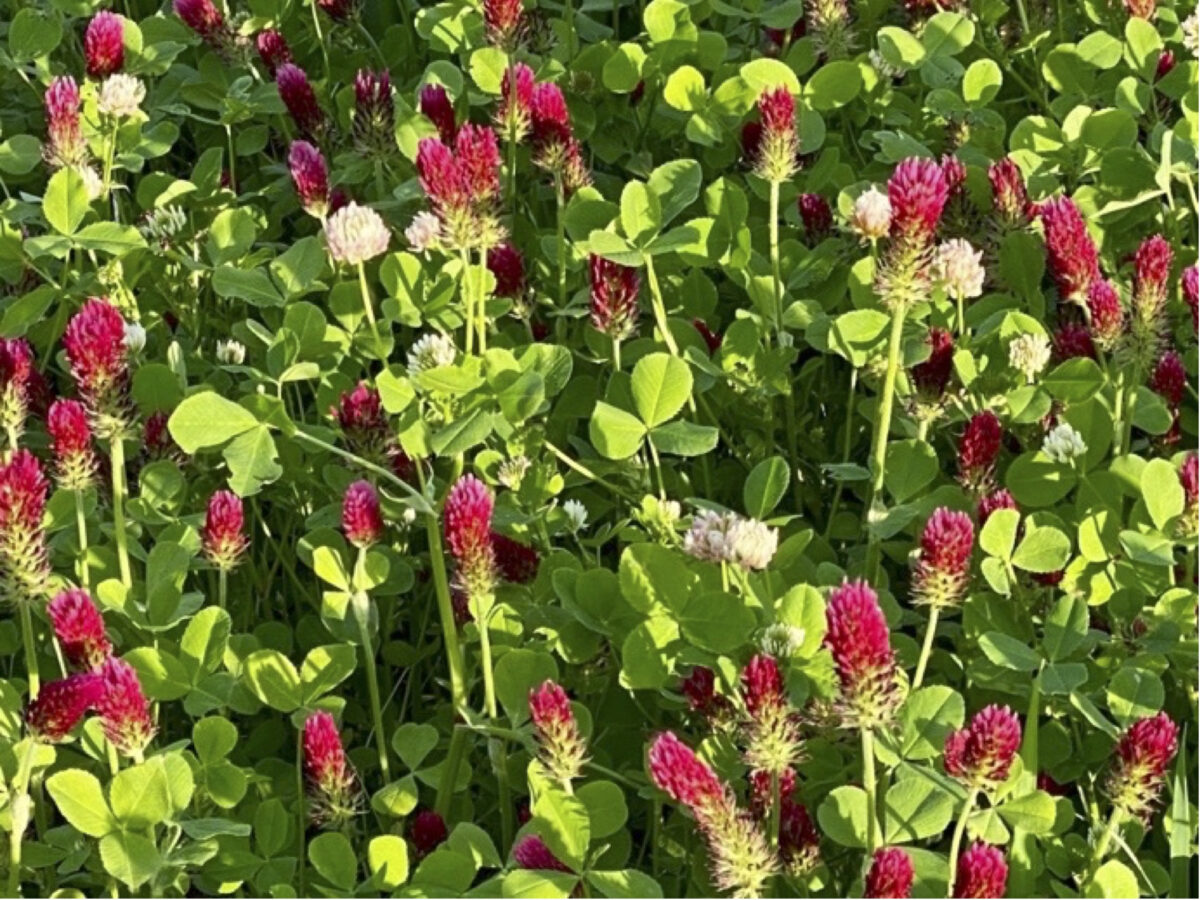 a close up of a mix of balansa clover, with white flowers, and crimson clover, with red flowers