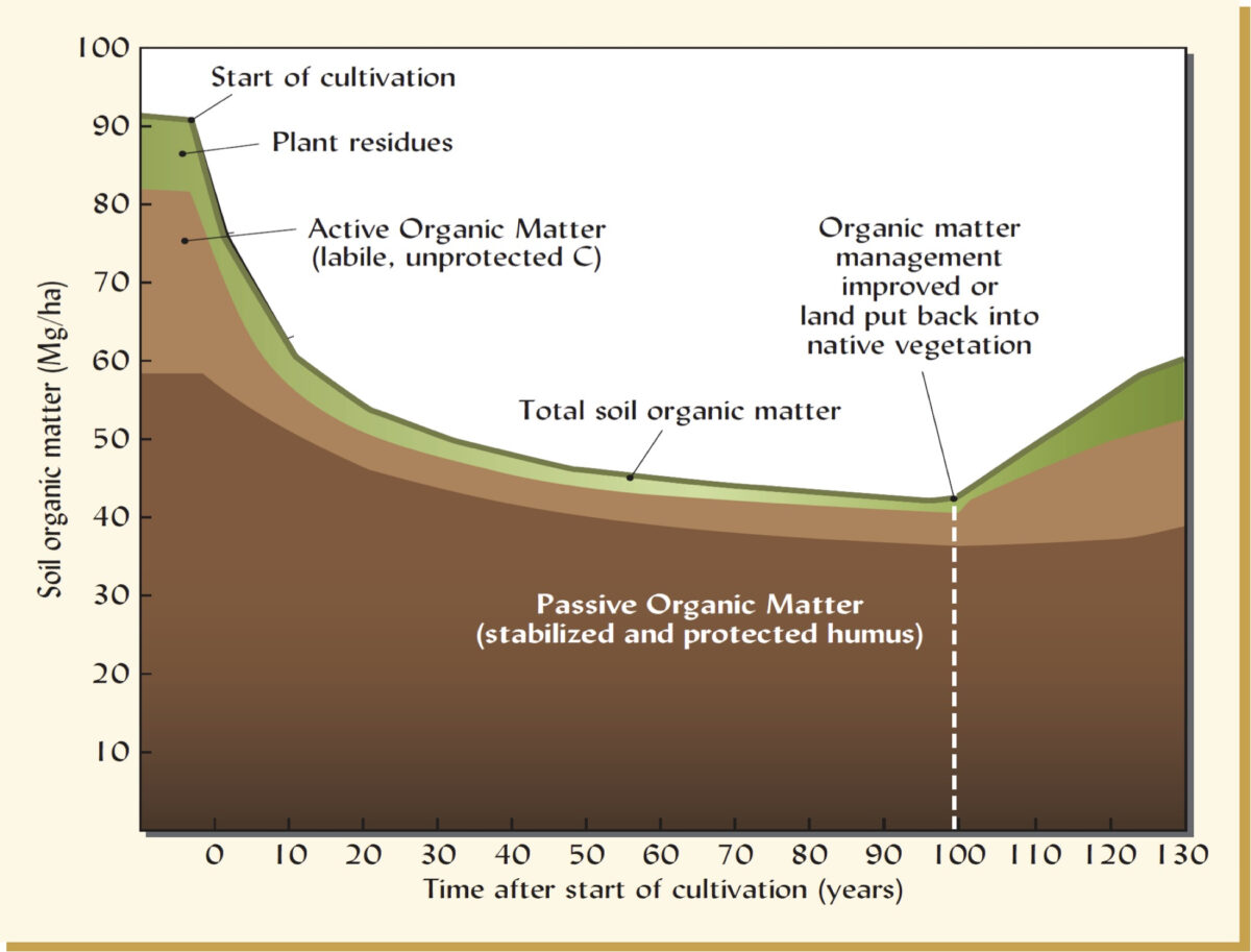 A figure that shows soil organic matter dropped from 90 megatons per hectare at the start of cultivation to a low point of 50 megatons per hectare 100 years later, and it has somewhat increased in the 30 years after that.