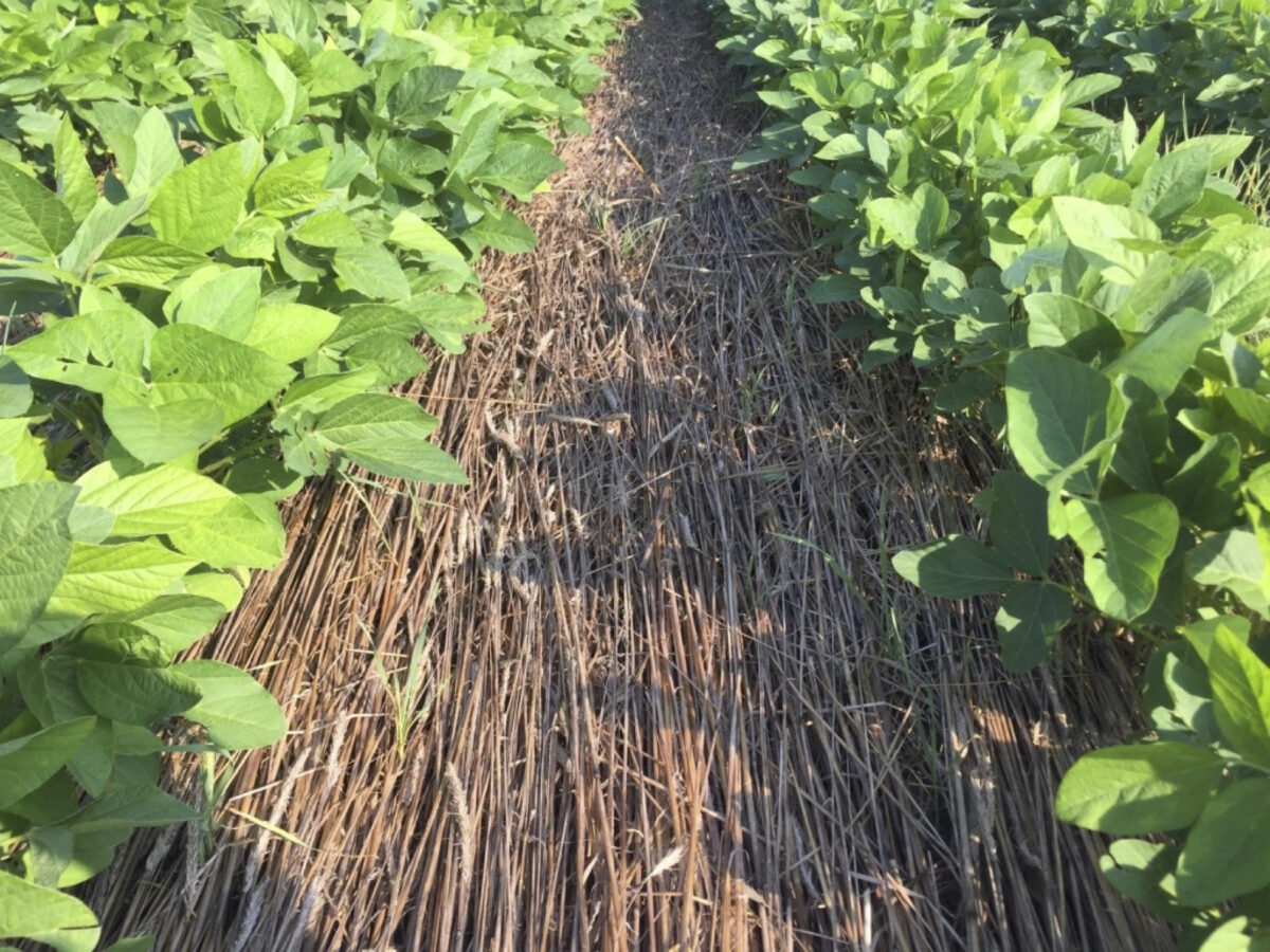 A close up of the area between two rows of soybeans where there's a thick mat of rye straw.