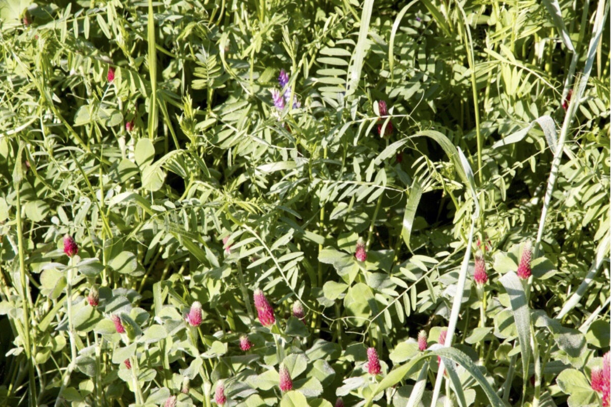 a close up of a thick growth of hairy vetch, crimson clover and cereal rye. The clover and vetch are flowering.
