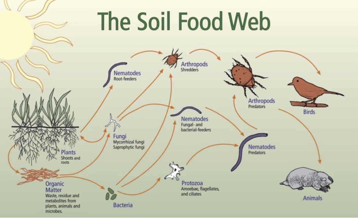 An illustration of the soil food web, depicting the complex relationships among the sun, plants, their roots, organic matter, fungi, different types of nematodes, bacteria, arthropods, protozoa, birds and animals.